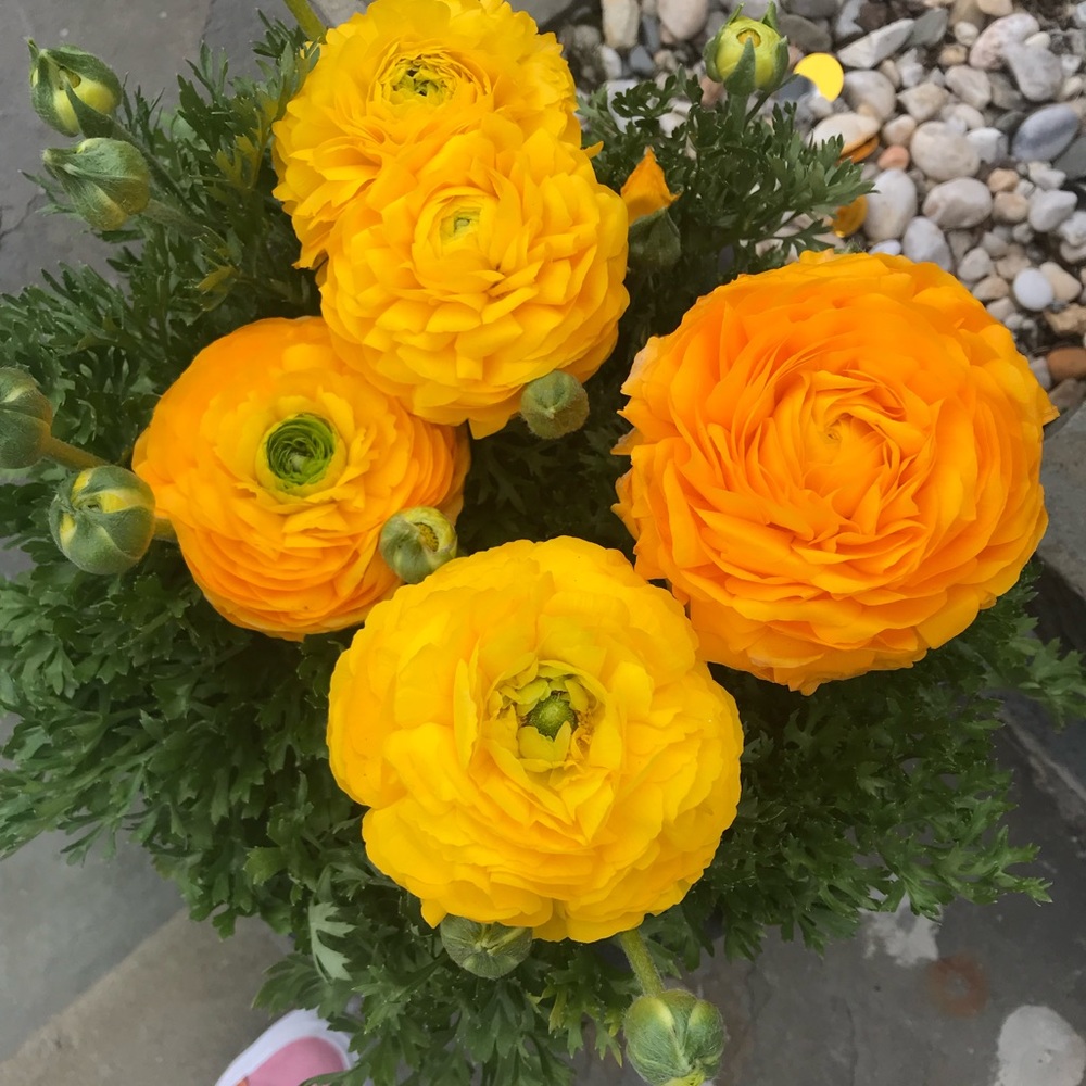 Meet your Posher, Maria